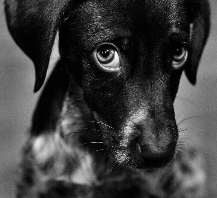 A street dog looking into the camera