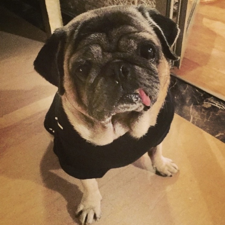 Tobler, the dog who started it all