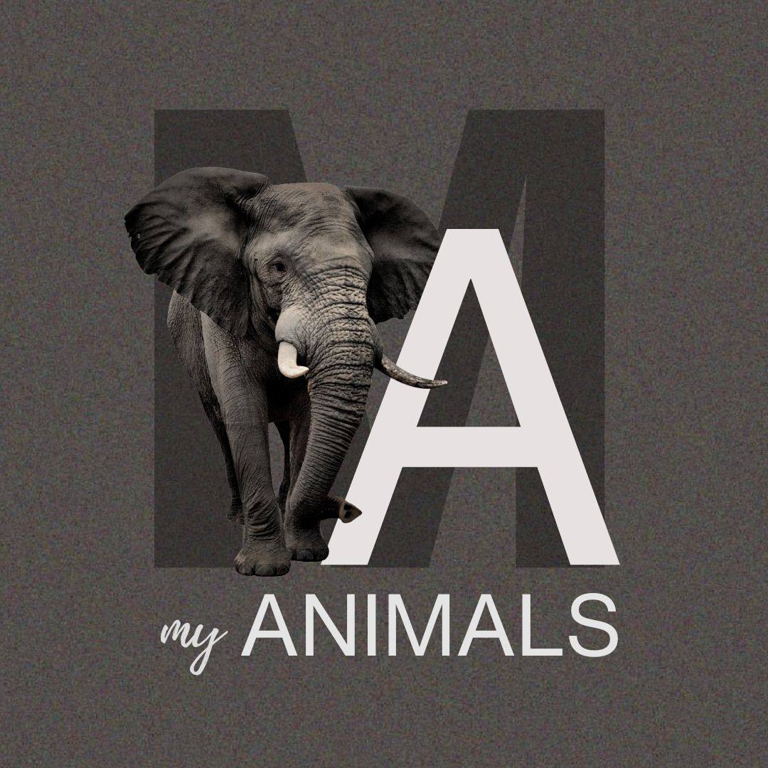 Animal care at the RKM shelter